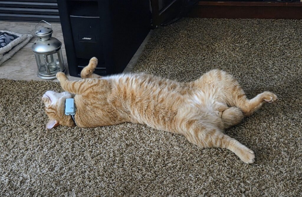 A cat with orange fur lies on his back on a beige carpet. The cat has a collar with a blue object. A lantern is on the floor near the cat's head.