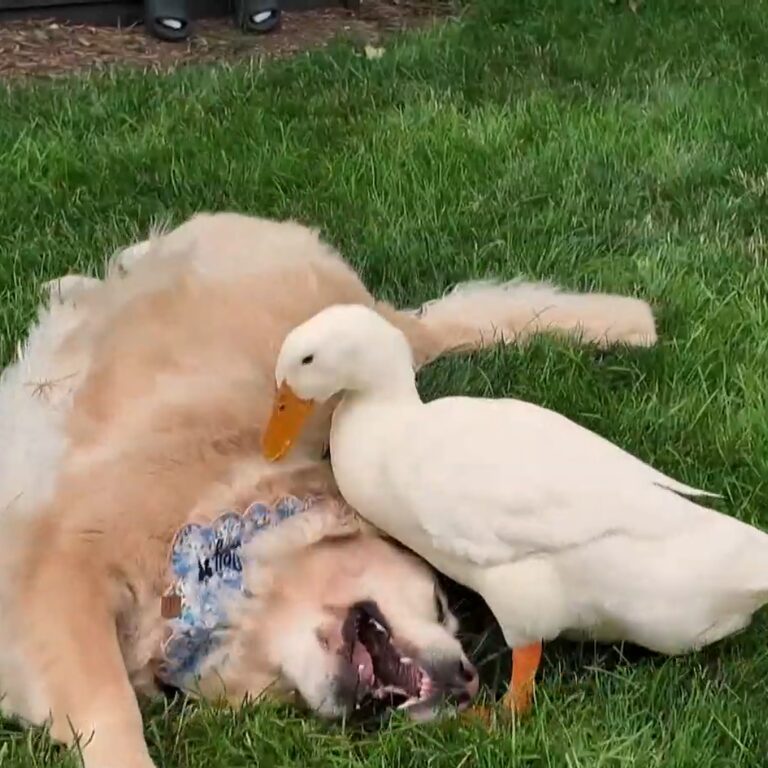 A golden retriever dog lies on its back playing while a duck leans on top of him.