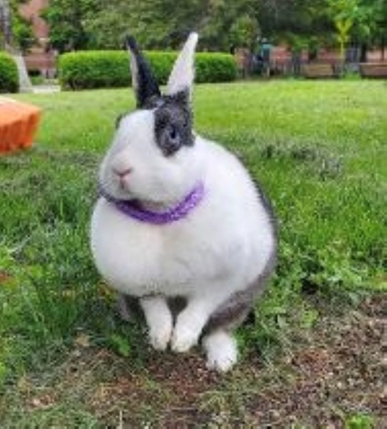 A white rabbit with dark patches on its head sits in a grassy area outside
