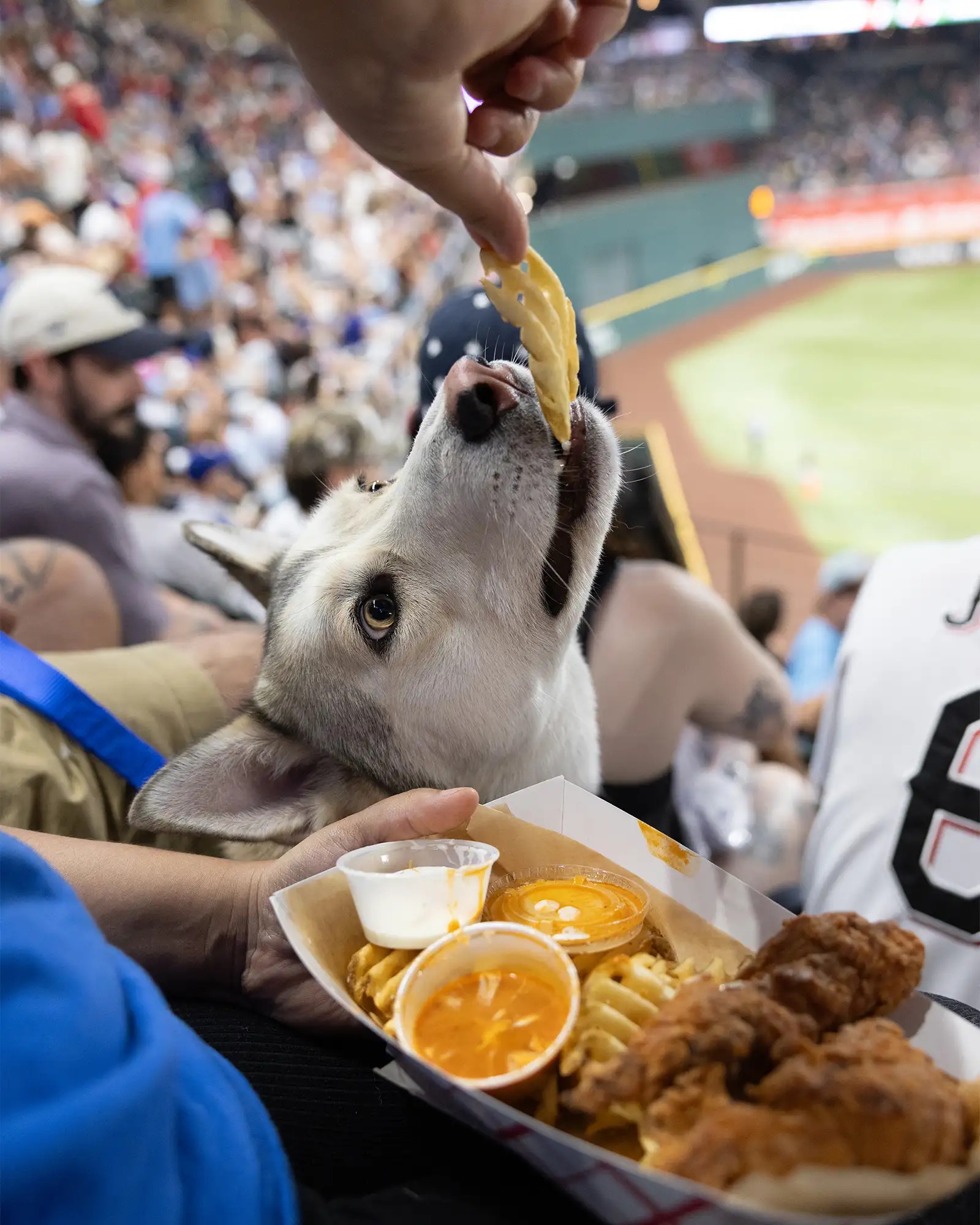 A dog sits in a seat at a baseball stadium full of people and lifts his head to eat a tortilla chip being offered to him.