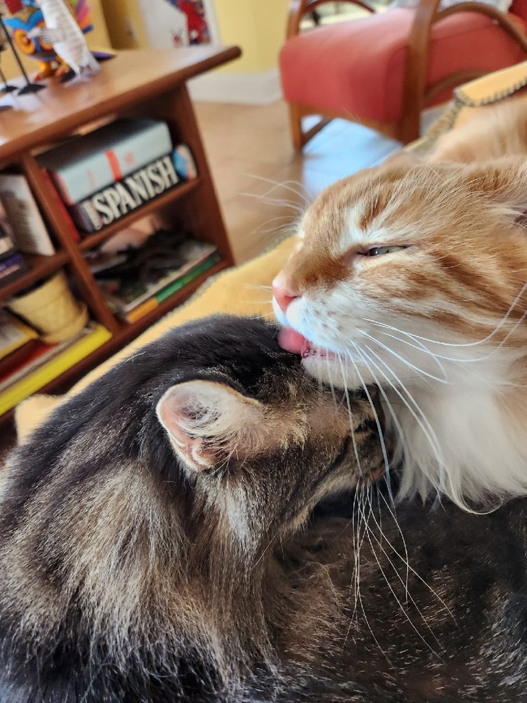An orange and white house cat licks the forehead of another cat.