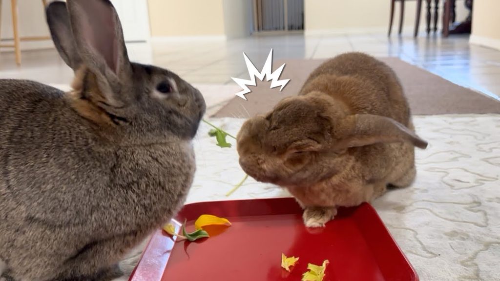 Two rabbits attempt to eat opposite ends of a cilantro leaf.