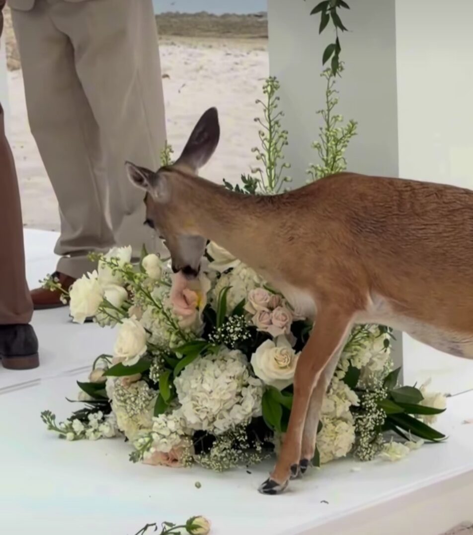 A deer grazes on bouquets of flowers.