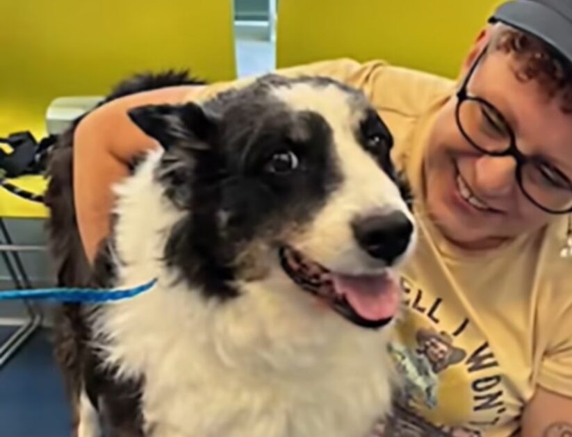 The face of a border collie, with its mouth open as if smiling.