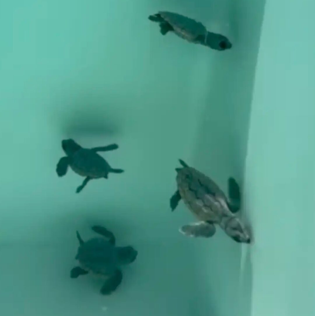 Baby sea turtles in a swimming pool
