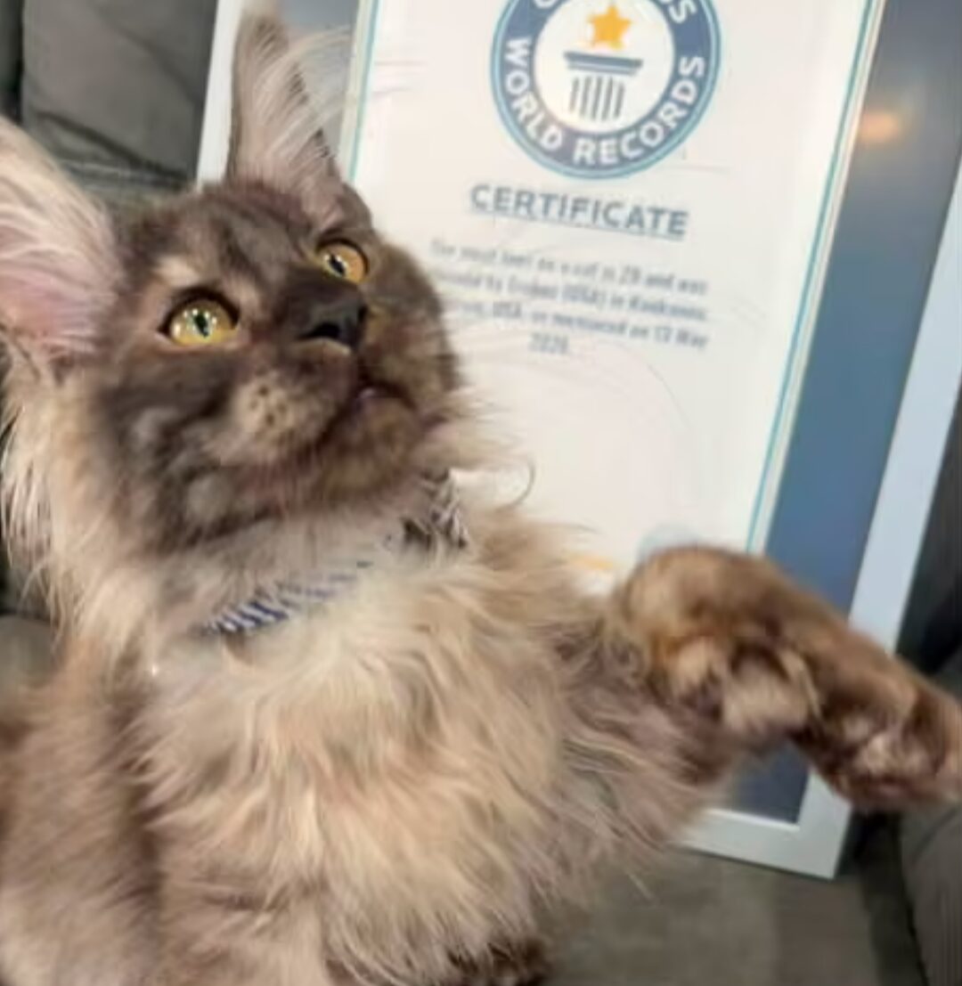 A cat looks up and raises its paw in front of a framed plaque from the Guinness book of world records.