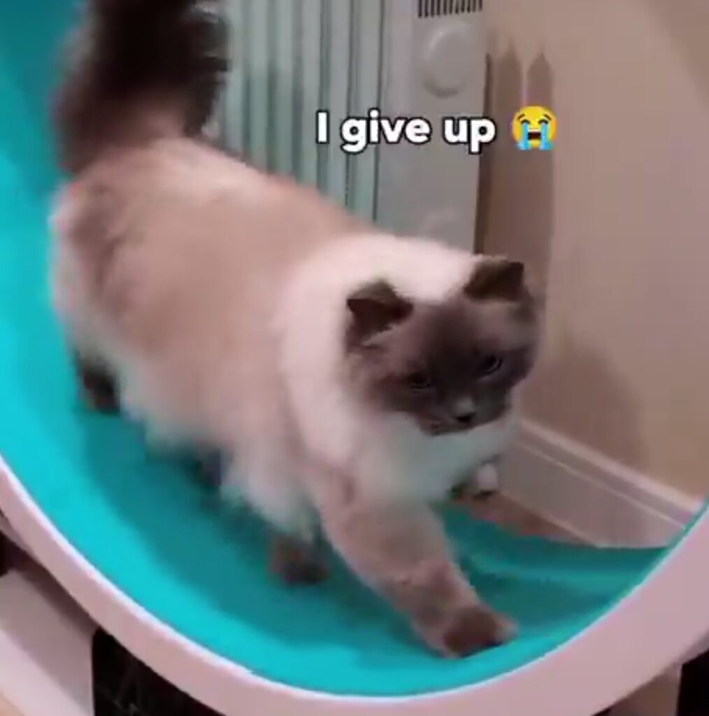 A cat walks on a circular exercise wheel. The words "I give up" and a crying-face emoji appear.