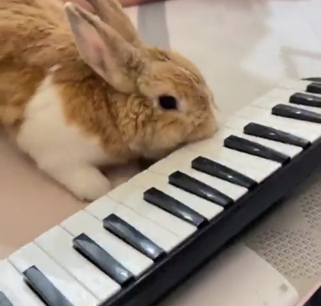 A rabbit touches its nose to a small piano keyboard