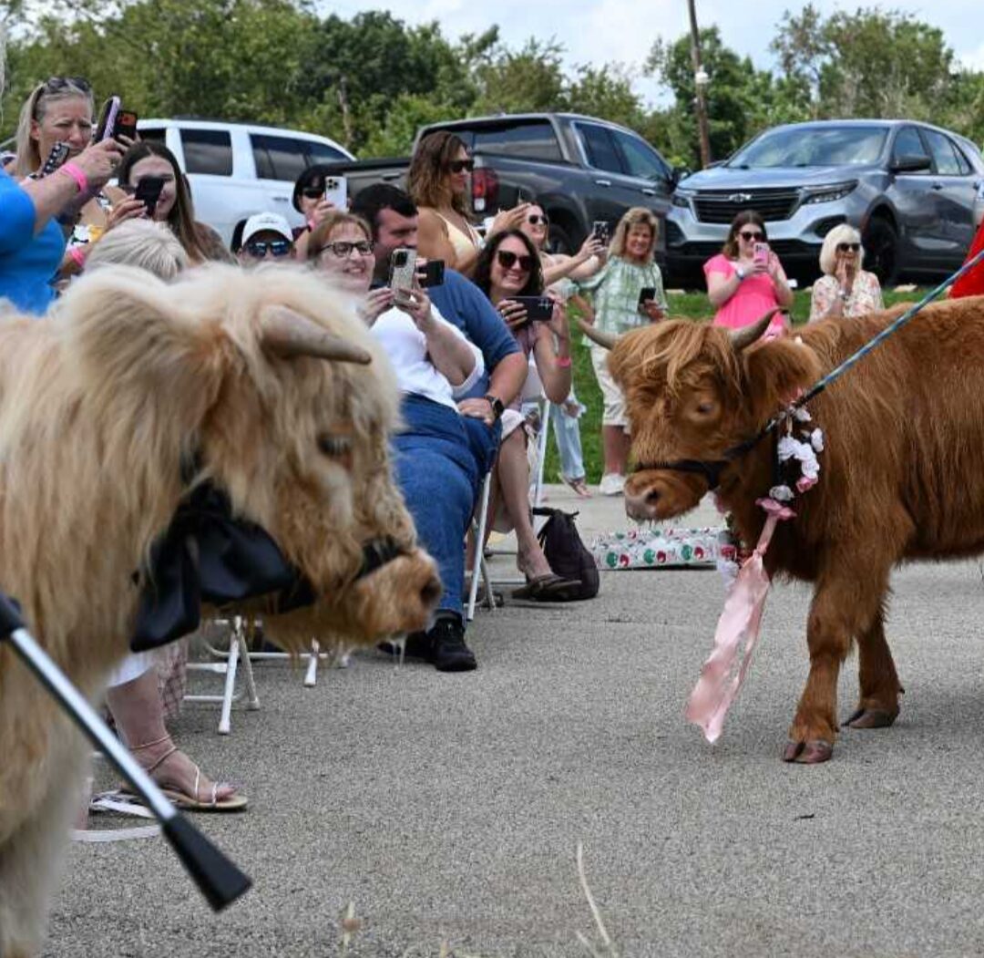 To highland cows stand facing each other among a crowd of people.