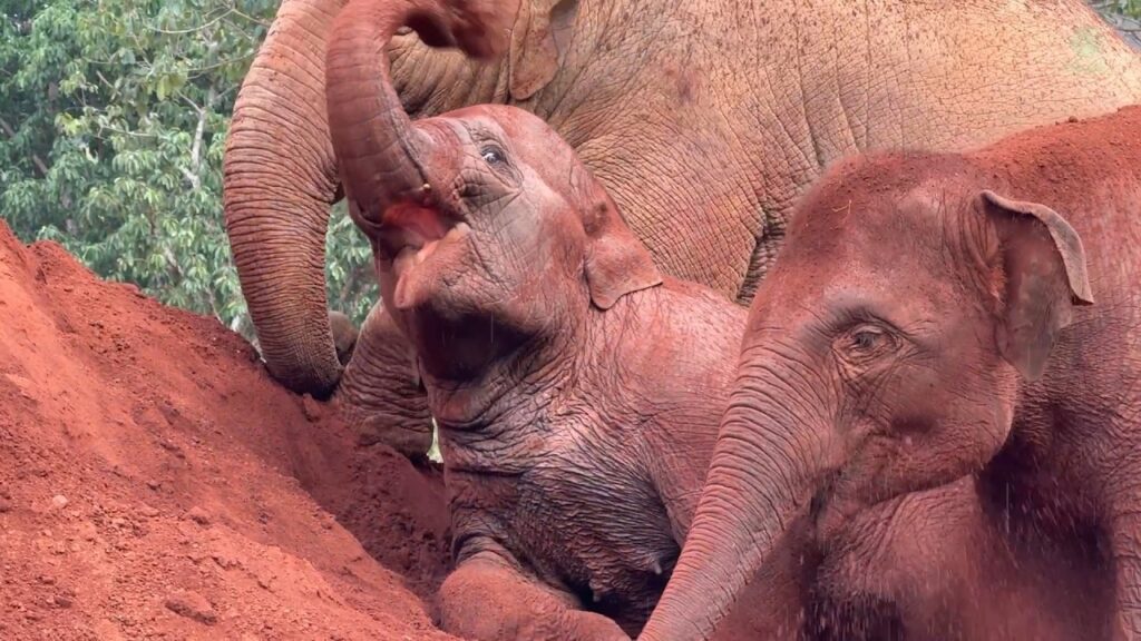 Two young elephants play together on a dirt pile while an older elephant stands behind them.