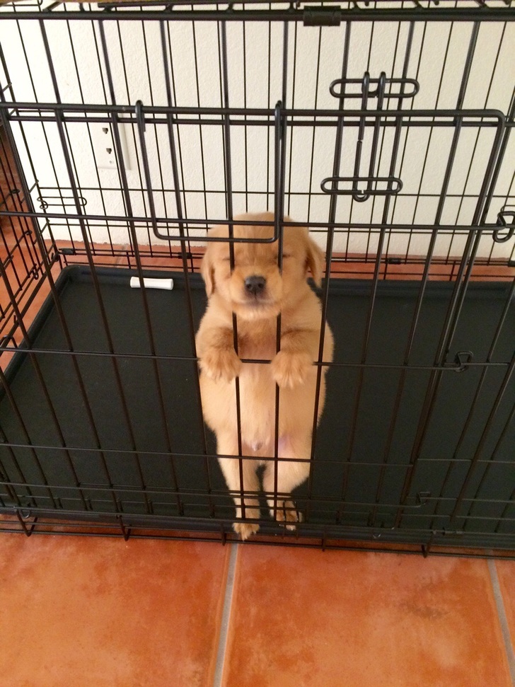 A golden retriever puppy stands in a kennel cage with its nose stuck between the bars