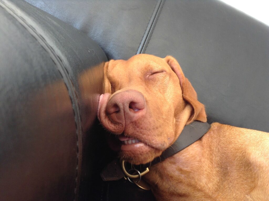 Do I smell barbecue? a sleeping dog rests its head against the vinyl armrest of a sofa. The dogs face appears to melt into the armrest.