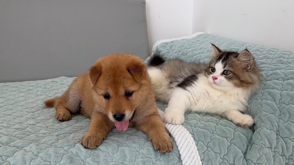 A Shiba Inu puppy lies on a sofa next to a kitten.