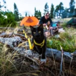 Now living nine lives of adventure!