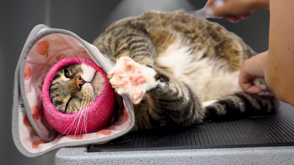 A cat lays on her side wearing both a protective head wrap and a protective cone.