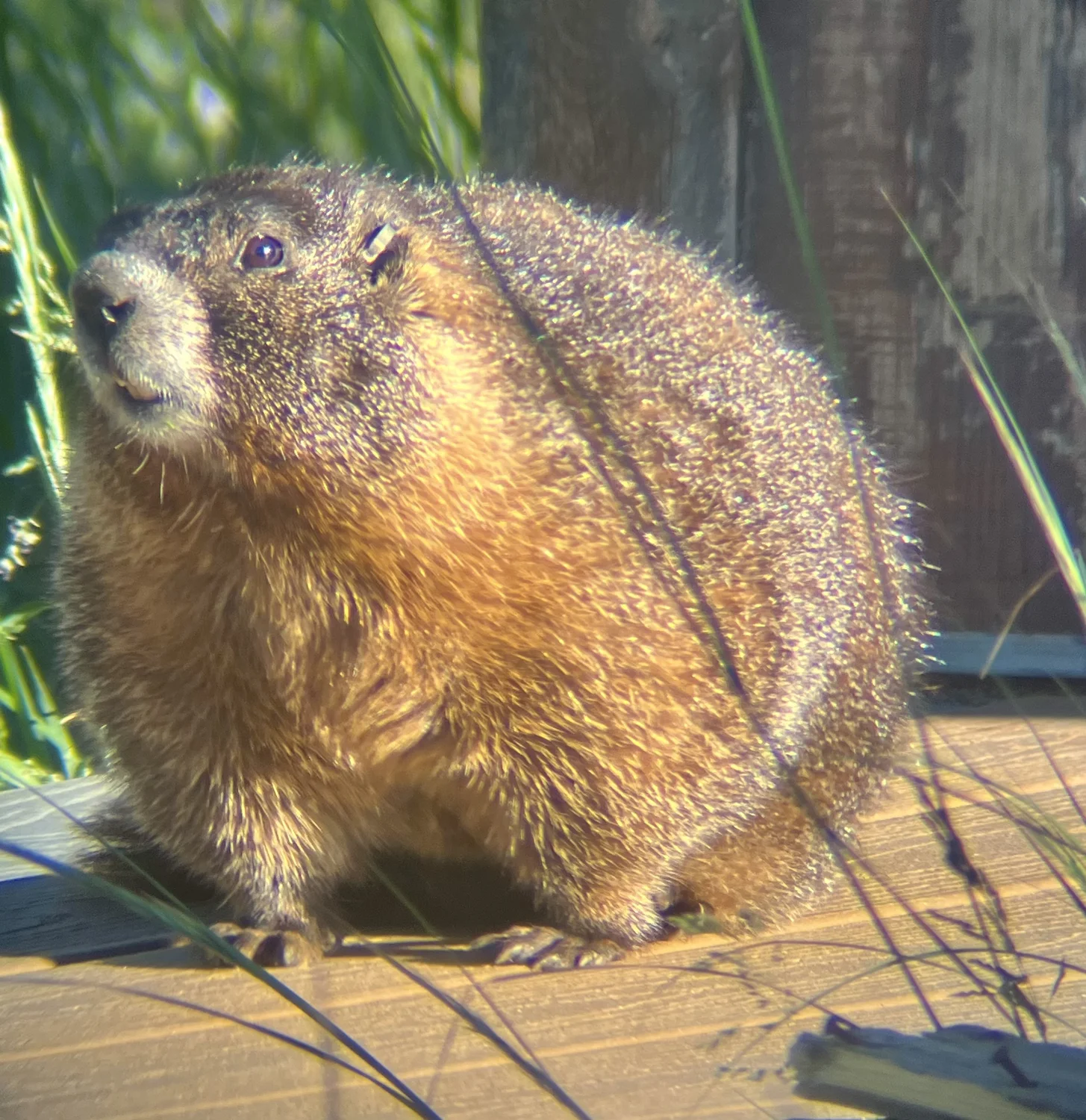 A very fat round marmot