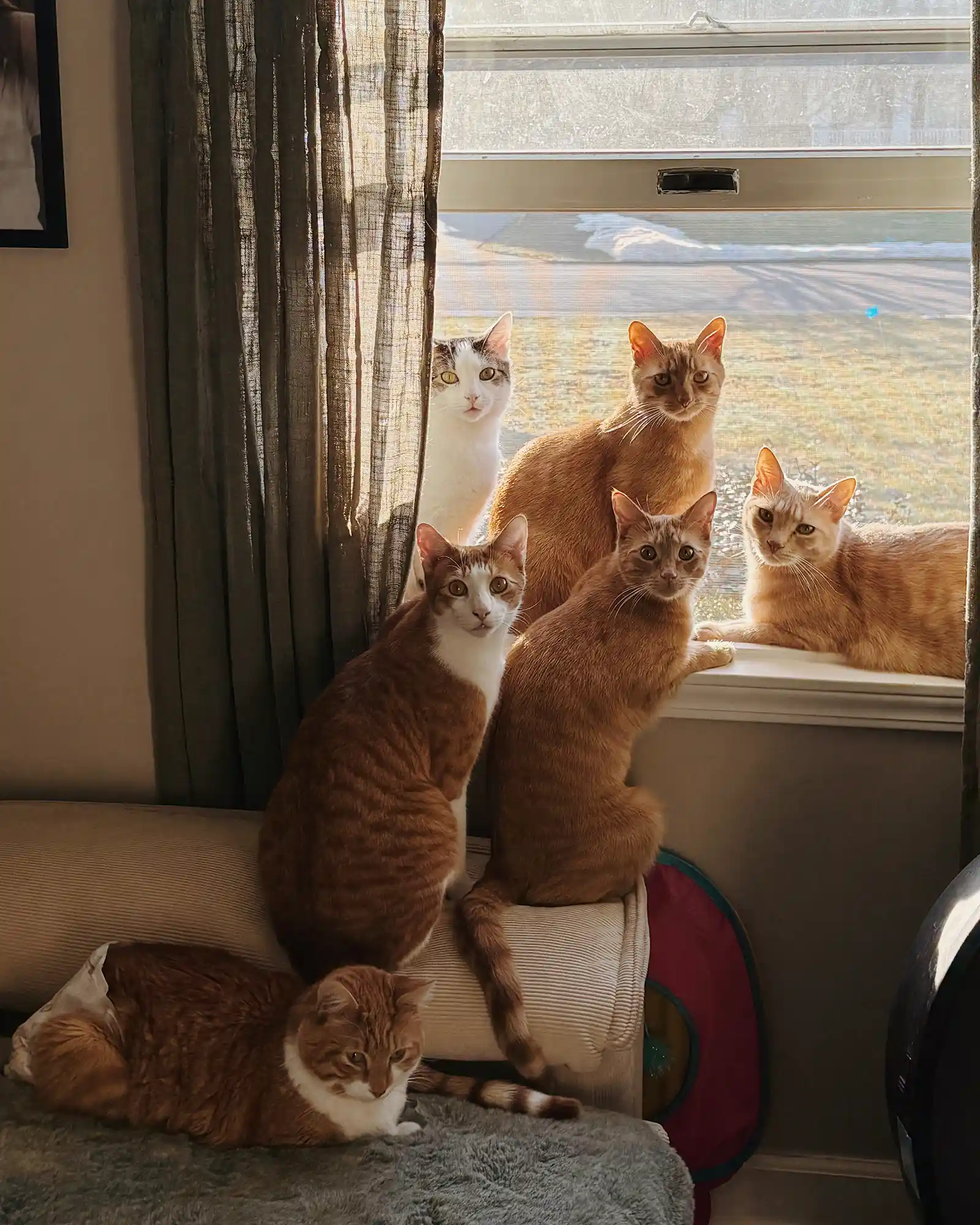 A group of cats sits on a sofa in front of a window.