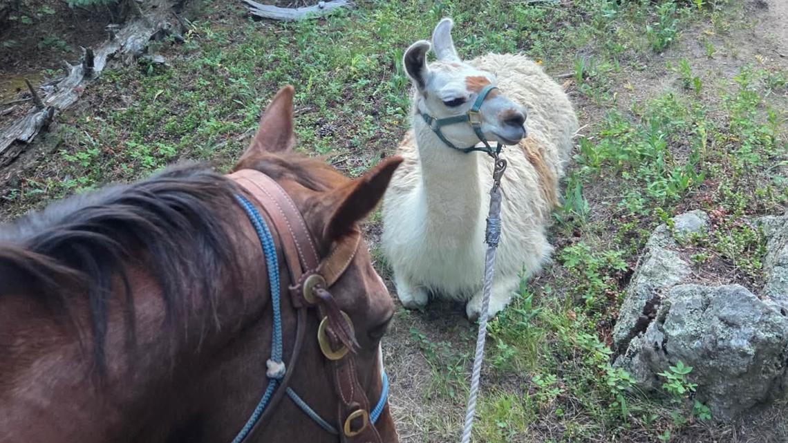 A llama rests on the ground and stubbornly looks off in the distance. In the foreground a horse looks down at the llama.