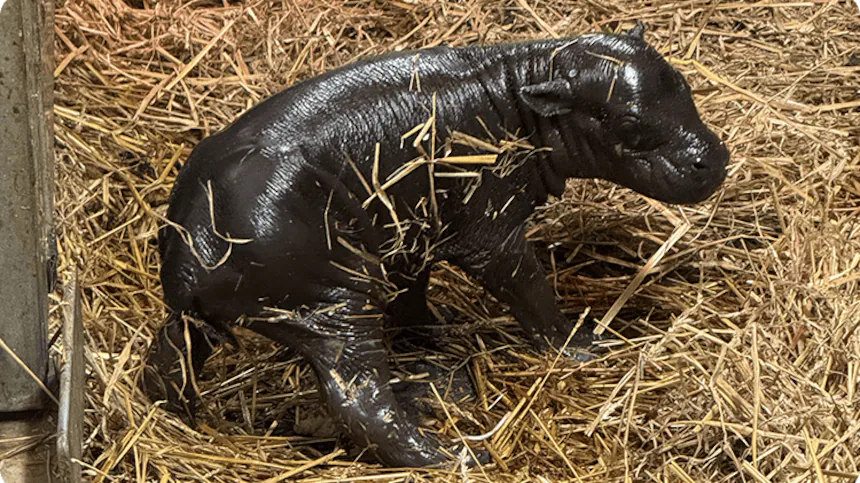 A newborn baby hippopotamus
