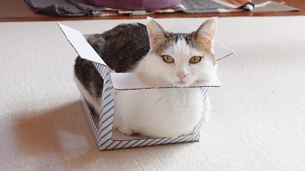 A cat with white fur on her chest and dark gray fur on her back sits inside a box from which all the sides have been removed.