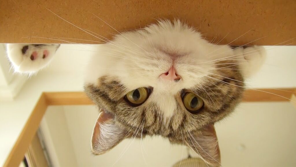 The face of Maru, the famous Internet cat, looking at you upside down.