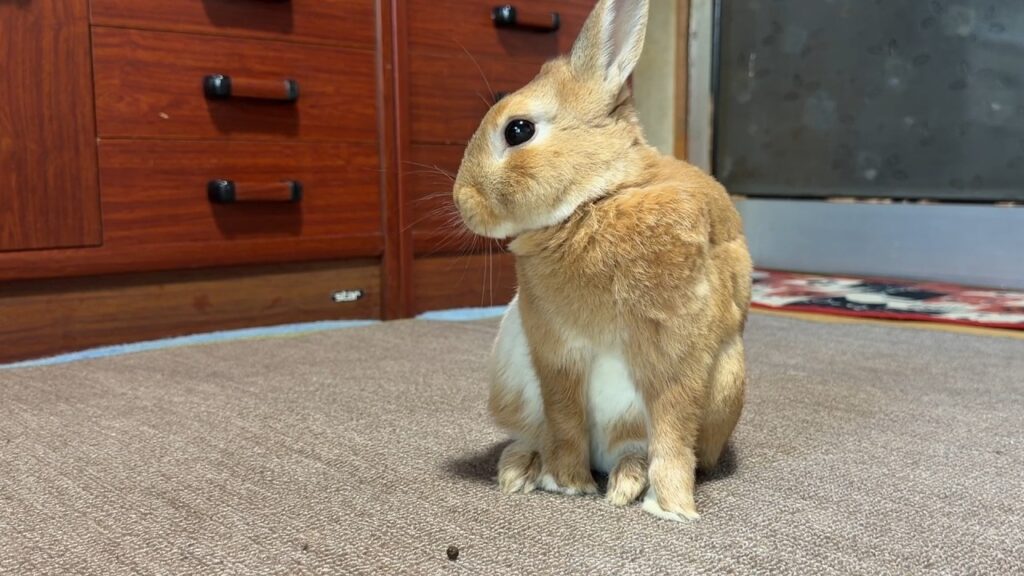 A rabbit with cream colored fur sits on the floor in front of a wooden dresser.