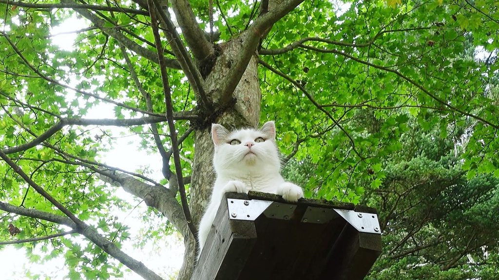 A young white cat sits on a platform outdoors. Photograph from below we can see the branches of a large green tree spreading out behind her.