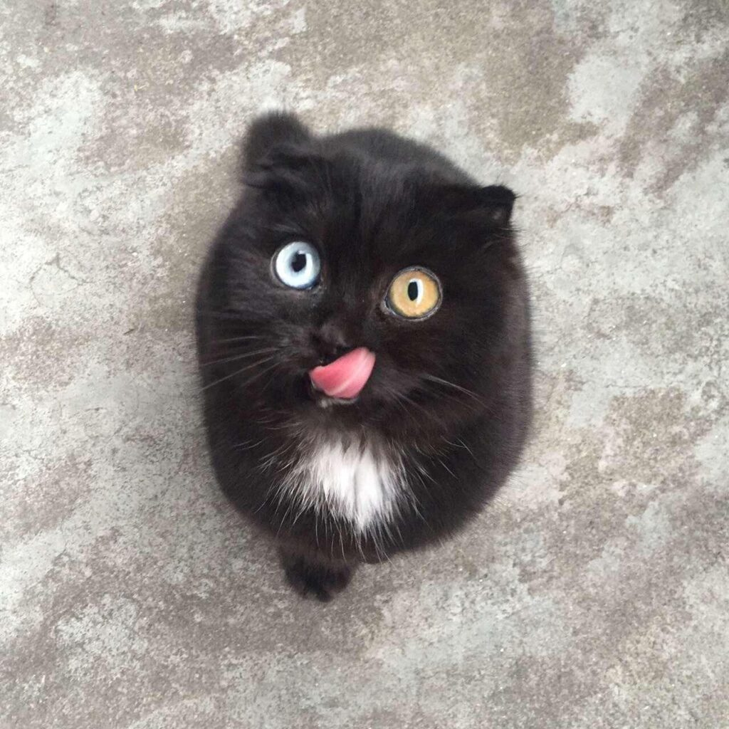 a black kitten with a patch of white fur on its chest looks up at you with different-colored eyes. The cat's tongue is out and pointing to the eye on the right.