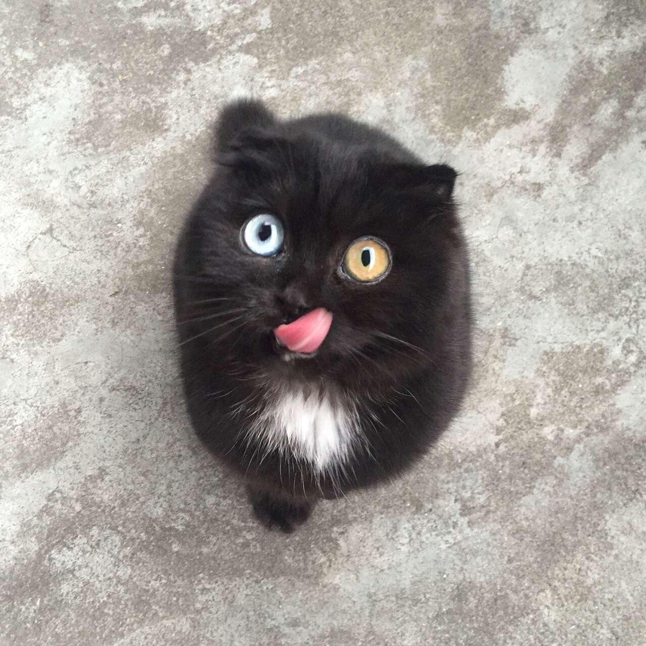 a black kitten with a patch of white fur on its chest looks up at you with different-colored eyes. The cat's tongue is out and pointing to the eye on the right.