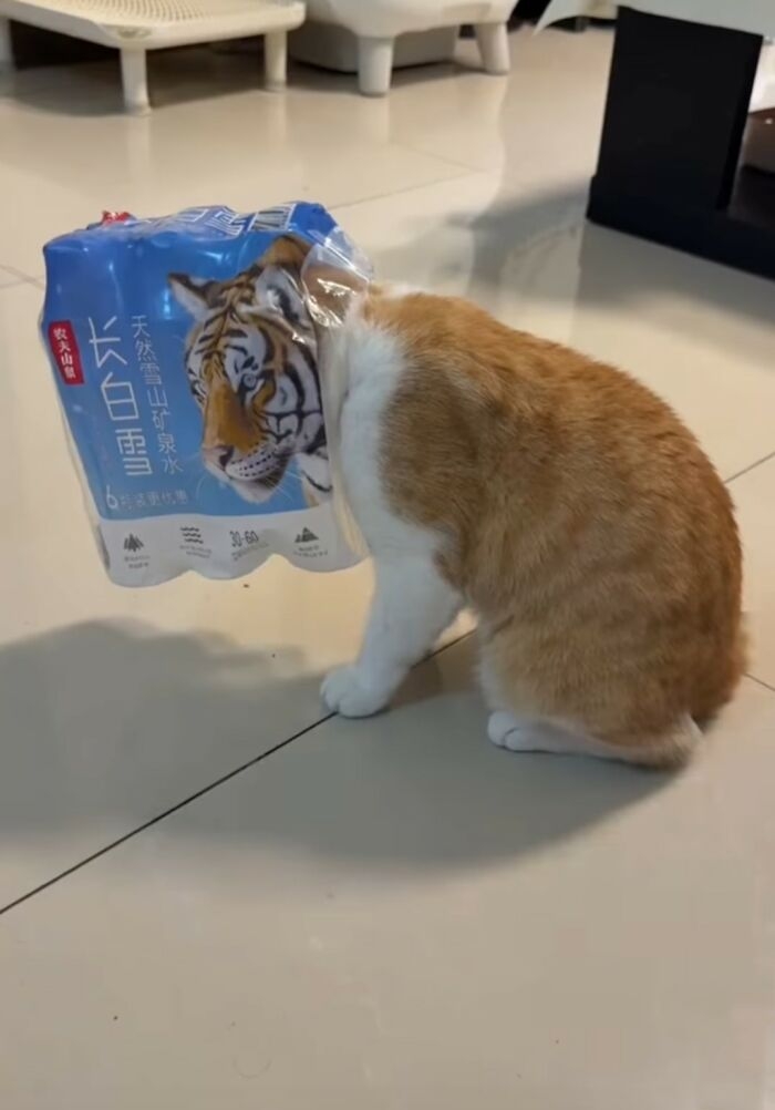 A house cat sits on a floor, with its head inside a plastic package of bottled water. The package has a picture of a tiger's head positioned perfectly at the cat's neck.