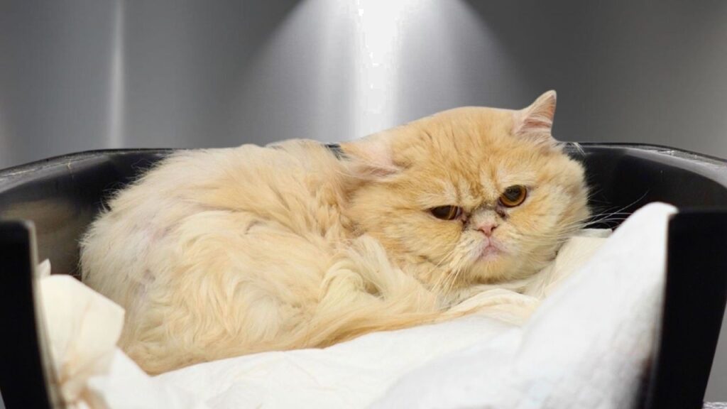 A Persian cat with white fur and flat nose characteristic of the breed hunkers down inside the bottom half of a cat carrier.