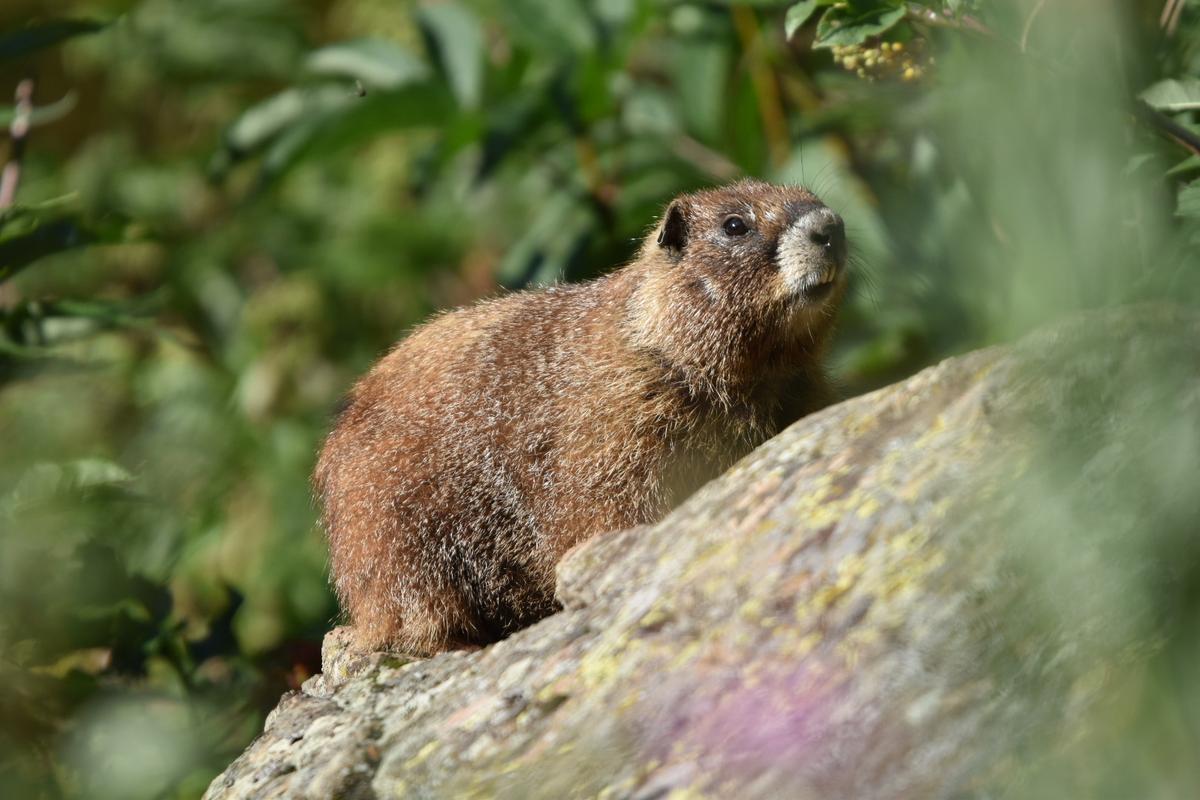 A marmot stands on a rock outdoors