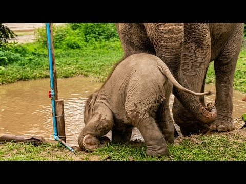 a baby elephant viewed from behind, leaning down to take a drink from a muddy pond. A larger elephant is nearby.