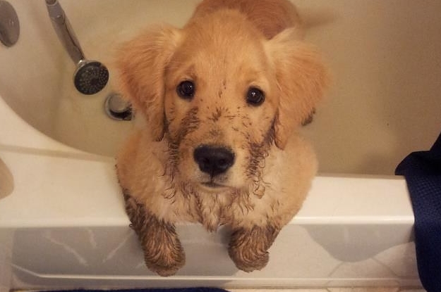 A golden retriever puppy looks up from inside a bathtub. The puppies paws and face are covered in mud.