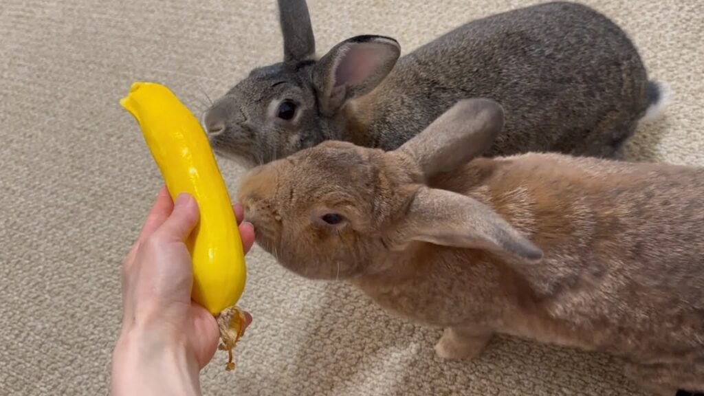 Two rabbits investigate a long yellow squash that looks almost like a banana