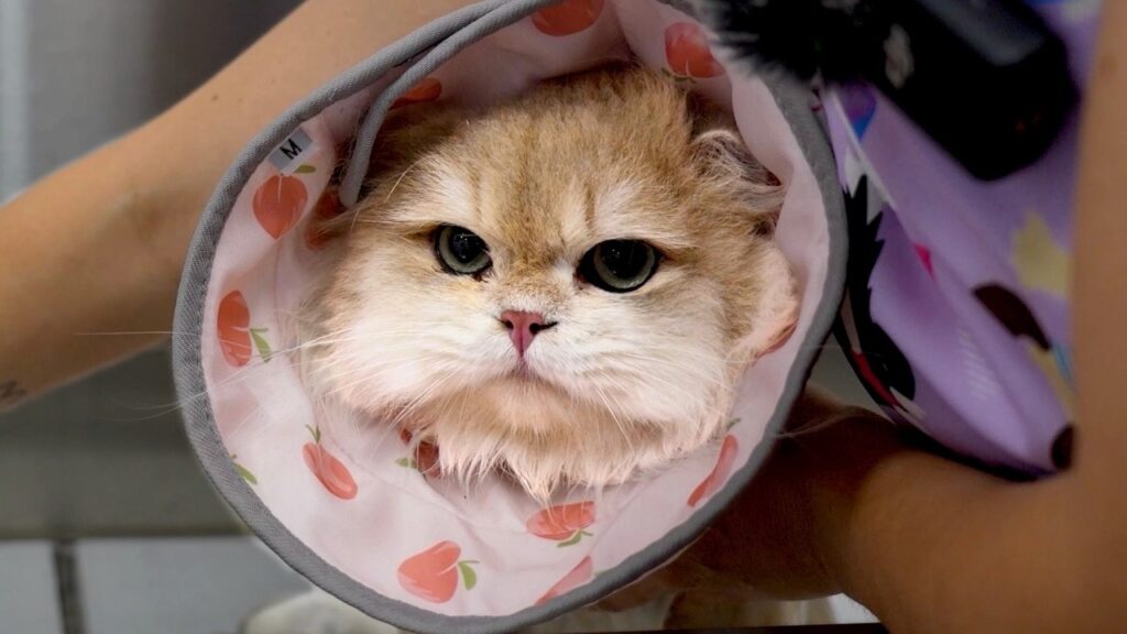 A cat wears a protective cone.