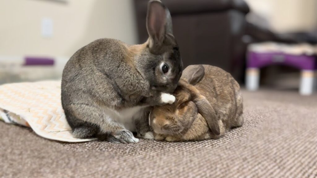 Two rabbits huddle together indoors. One rabbit is grooming his paw that rests on the head of the other.