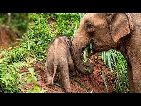 A baby elephant faces away from us as it tries to climb a muddy hill, while Mama elephant watches.