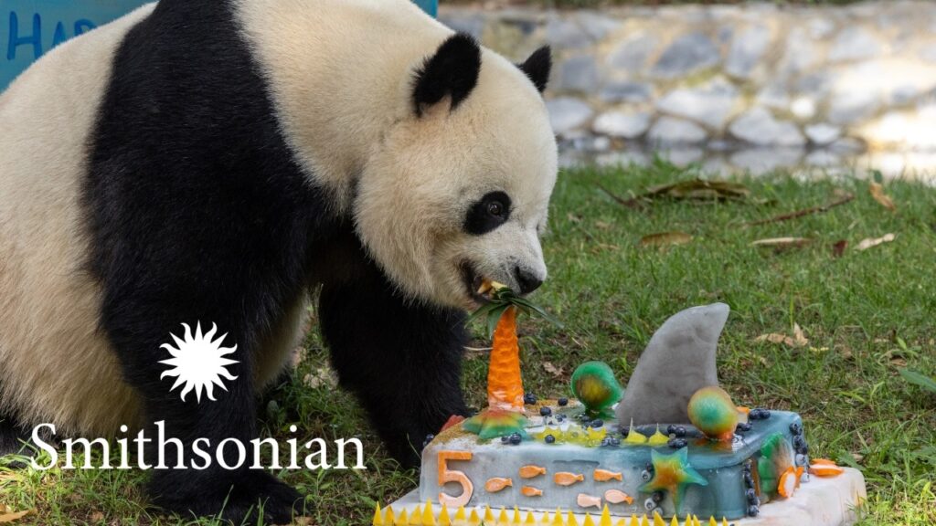 A panda eats piece of a birthday cake made from a block ice topped with vegetables.