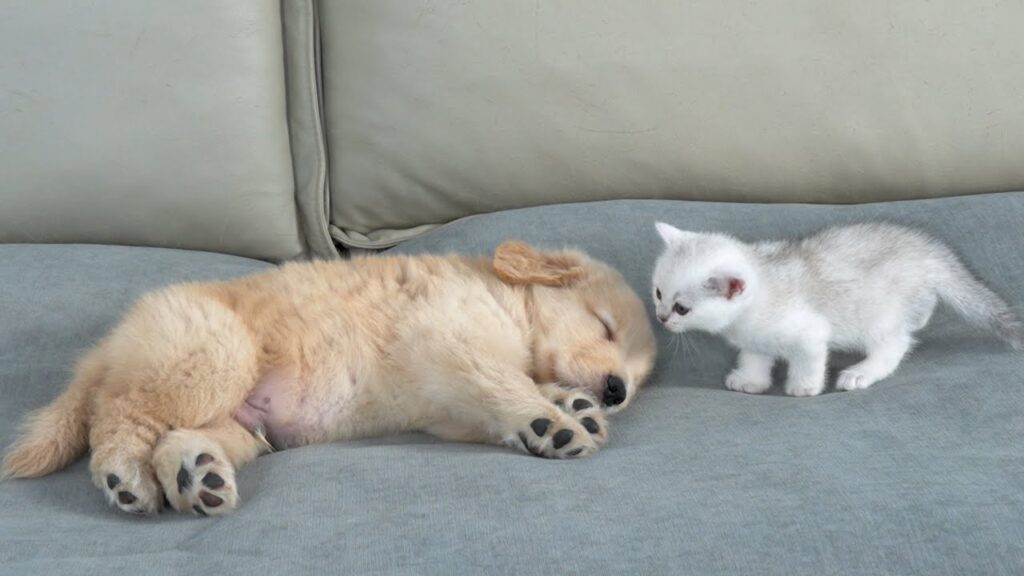A white kitten standing on a sofa sniffs the head of a sleeping golden retriever puppy.