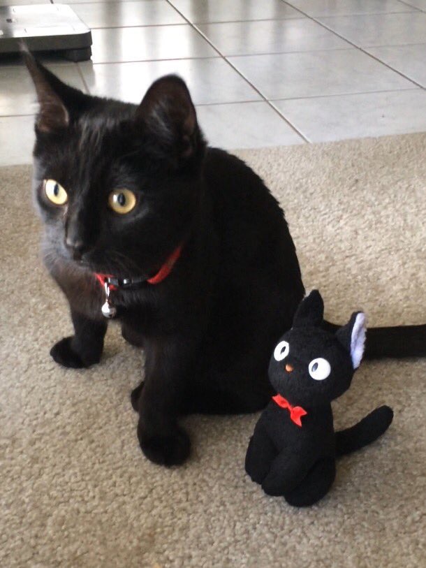 A black cat sits on the floor and looks off into the distance. Next to the cat is a small black cat stuffed toy, staring in the same direction.