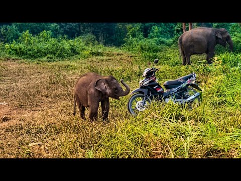 a baby elephant investigates a small motorcycle in a grassy field. A larger elephant stands in the background.