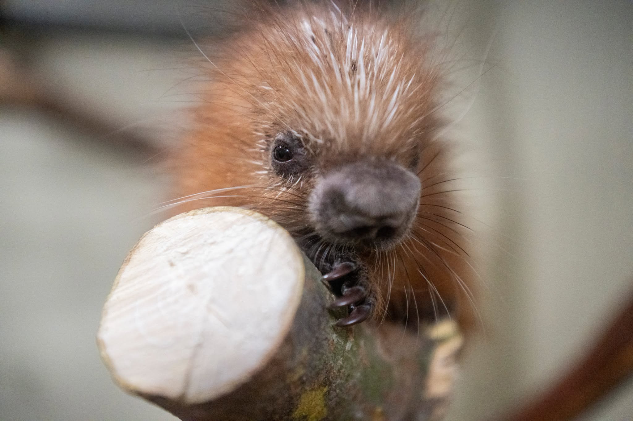A baby porcupine
