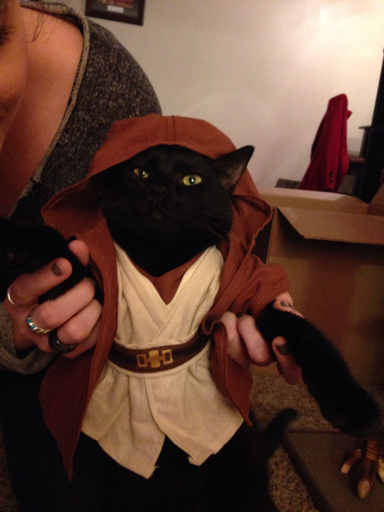 A black cat wears a Jedi costume inspired by Star Wars.