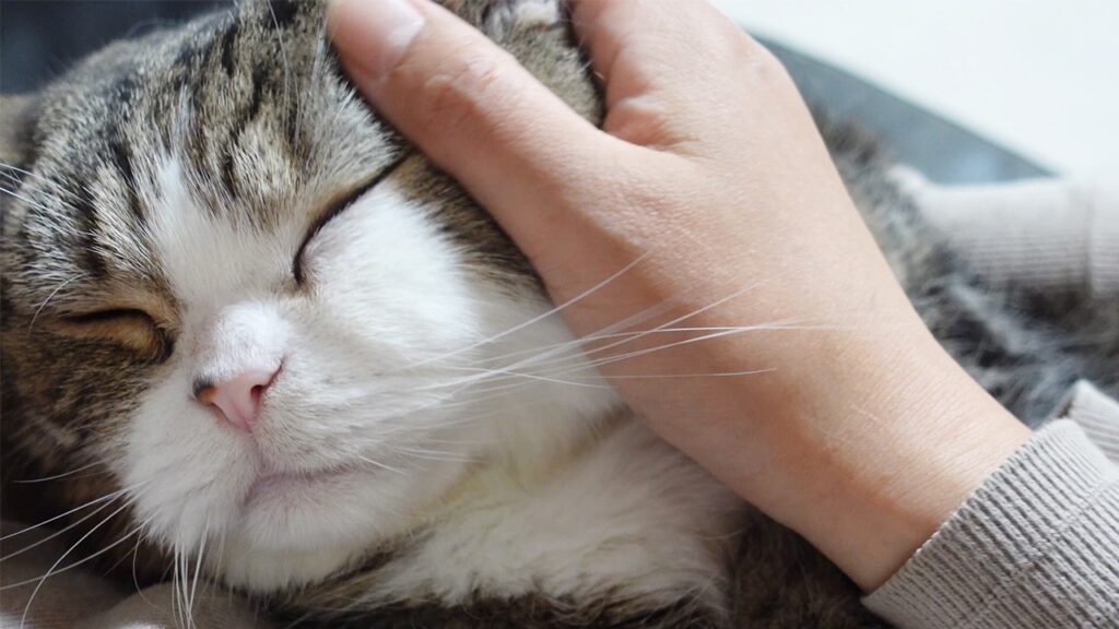 Maru, the famous cat, rests with his eyes closed while a human hand strokes his cheek. 