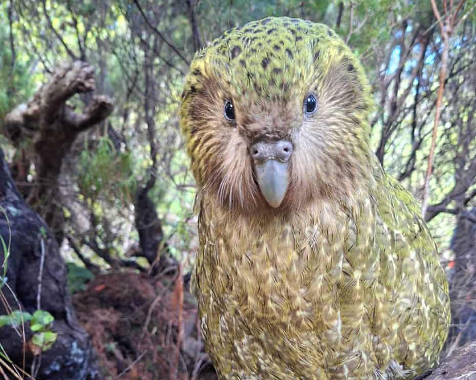Photo of a Kākāpō, a type of parrot.