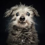 The grey accentuates my cuteness!
