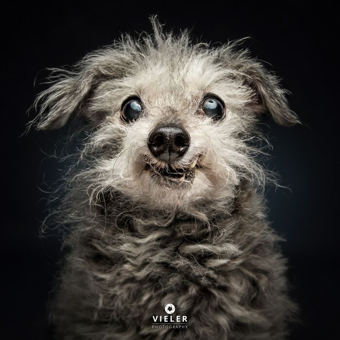 a headshot portrait of a dog with a grey muzzle