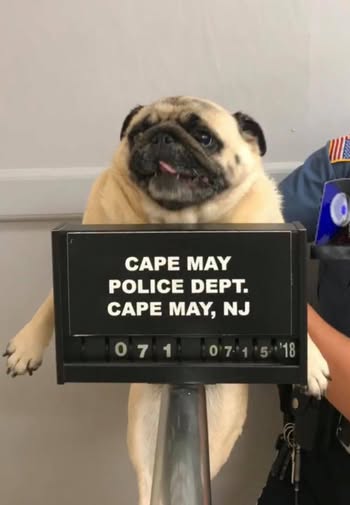 A pug dog being held up behind a police mugshot sign