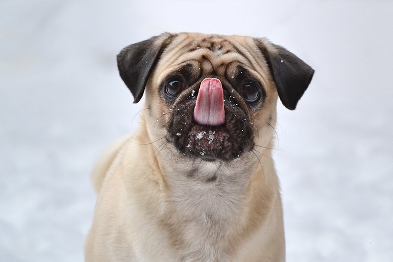 a pug dog covers its nose with its tongue. There is snow in the background and a few snowflakes on the dog's face.